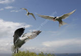 Arctic Tern Mobbing Gull