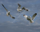Lesser Black-backed Gulls