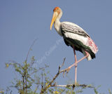 Painted Stork
