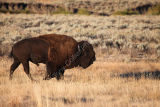 Bull Bison