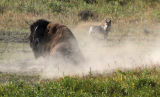 Bull Bison Taking a Dust Bath watched on by a Coyote