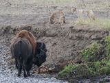 Bull Bison & Coyotes