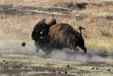 Bull Bisons Fighting