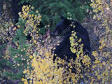 Black Bear