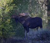 Bull Moose Browsing on Willow