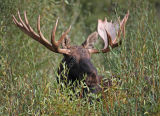 Bull Moose