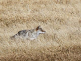 Coyote