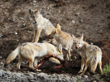 Coyotes on Bison Carcass