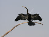 Indian Darter