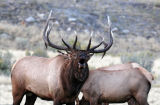 Bull Elk Bugling