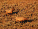 Elk in Early Morning Light