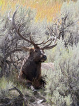 Bull Elk in Sagebrush