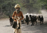 Goatman