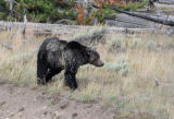 Grizzly Bear