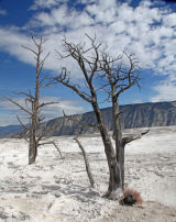 Mammoth Hot Springs Lower Terrace