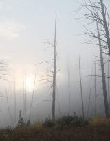Early Morning Mist