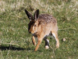 Mountain Hare