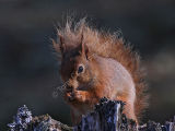 Red Squirrel