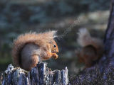 Red Squirrel