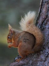 Red Squirrel