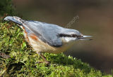 Nuthatch