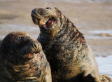 Fighting Grey Seal Bulls