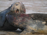 Fighting Bull Grey Seals