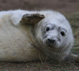 Grey Seal Pup