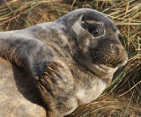 Grey Seal Pup