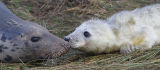 Grey Seal Cow With Pup