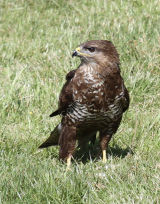 Common Buzzard