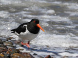 Oyster Catcher in surf