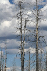 Trees and Storm Clouds