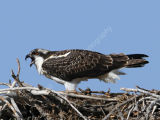 Juvenile Osprey At Nest