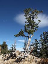 Tree Clinging To Life