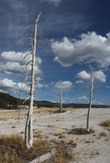 Dead Trees Upper Geyser Basin