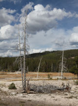Dead Trees Upper Geyser Basin