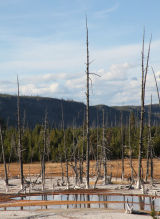 Trees And Reflection Upper Geyser Basin
