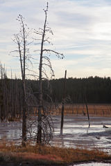 Dead Trees