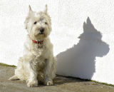 Me And My Shadow