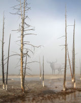 Misty Morning