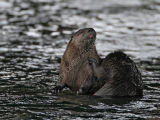 Otter Bliss