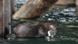 Otter with Fish