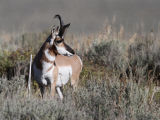 Pronghorn