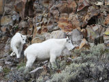 Rocky Mountain Goats