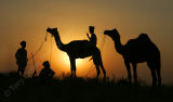 Sunset Pushkar