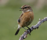 Hen European Stonechat