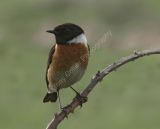 Cock European Stonechat