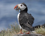 Puffin with Sandeels