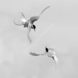 Tern Arial Display